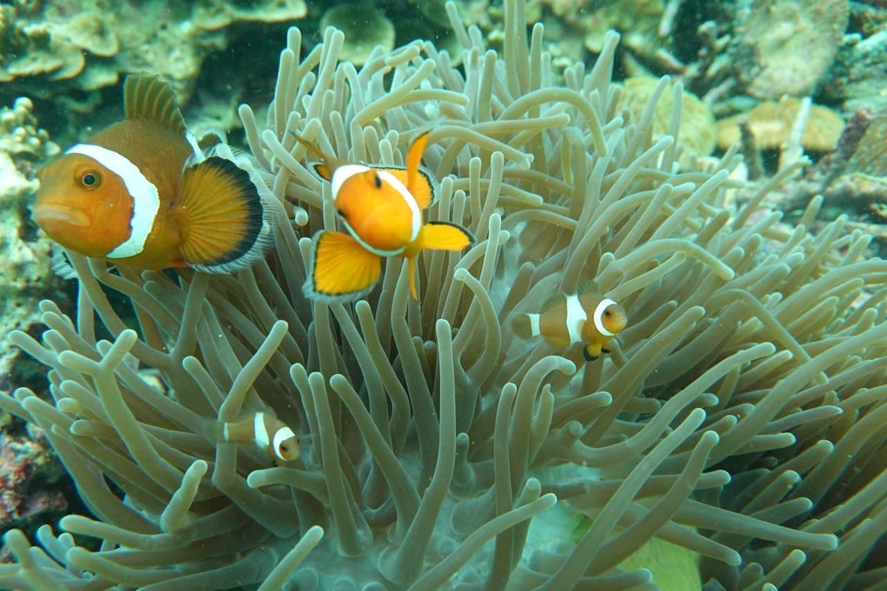 イソギンチャクに遊ぶクマノミたち